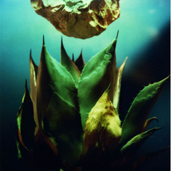 操上和美　陽と骨Ⅱ