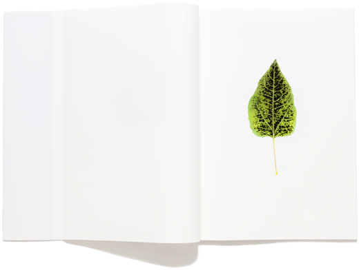 Emiko Sawaragi Gilbert　Found in the Forest ‘LEAVES’